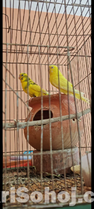 বাজিগর পাখি জোড়া 6টি বাচ্চা সহ